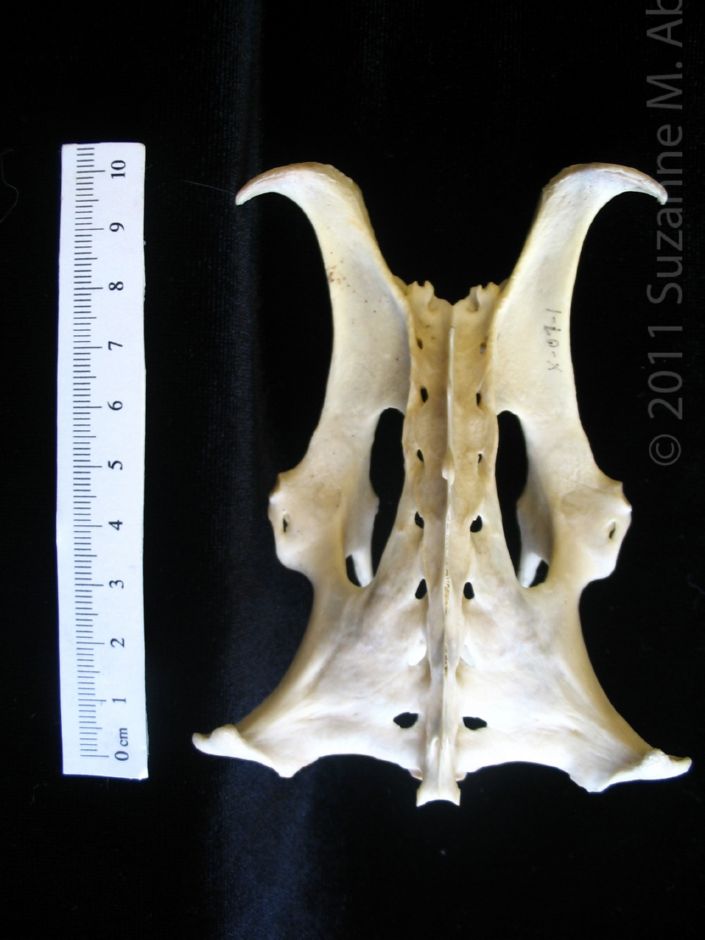 Posterior View Armadillo Pelvis