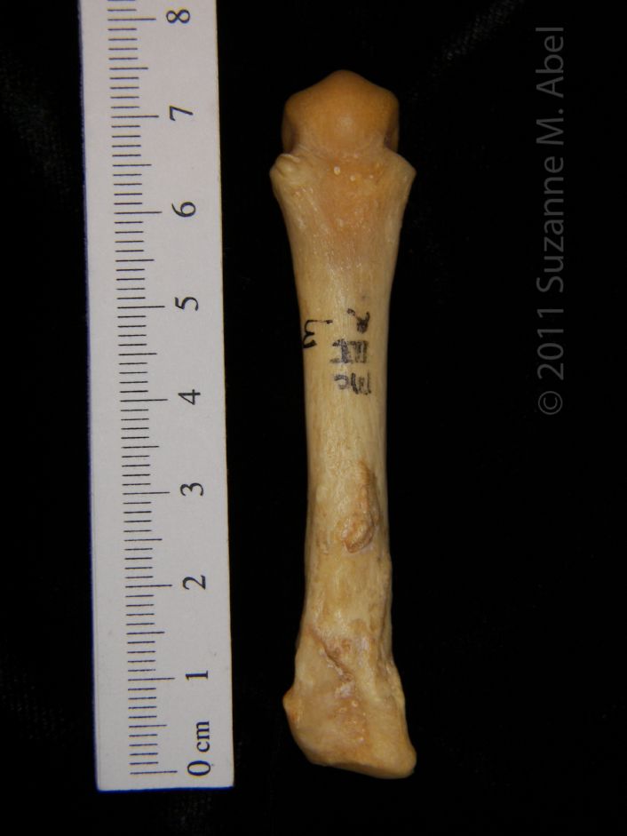 bones of a black bears hand