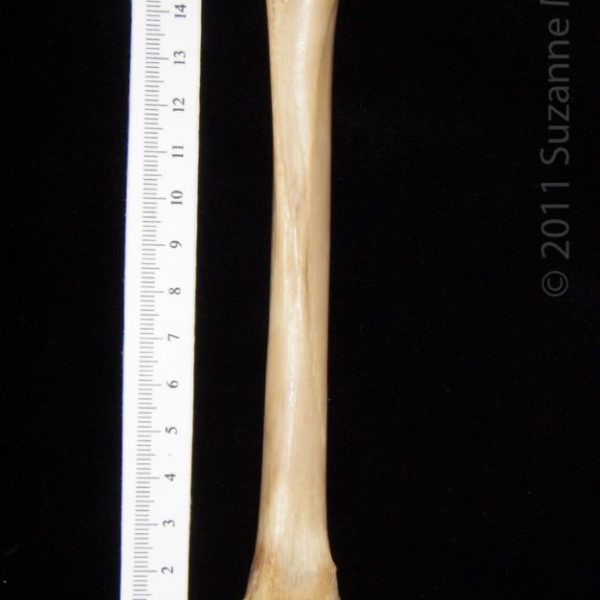 bobcat_(lynx_rufus),_left_femur,_posterior,_abel_collection