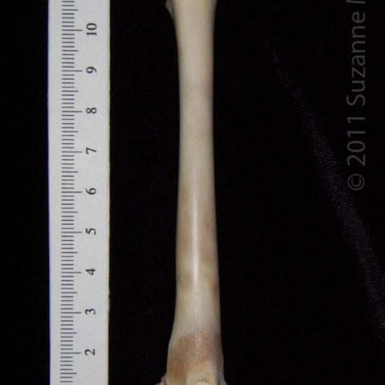 Posterior View Left Domestic Cat Femur - BoneID