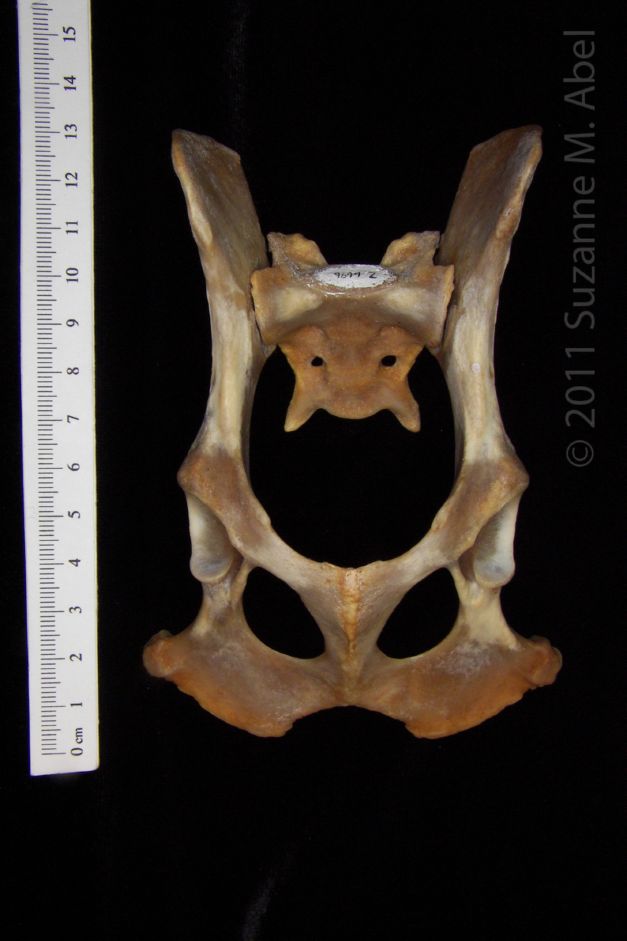 Ventral View Coyote Pelvis