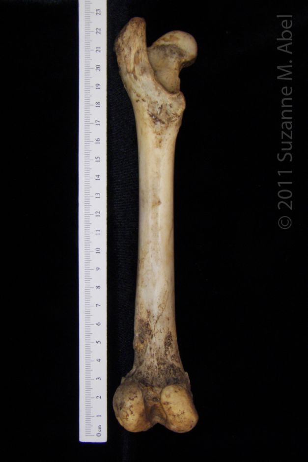 Posterior View Left Domestic Goat Femur