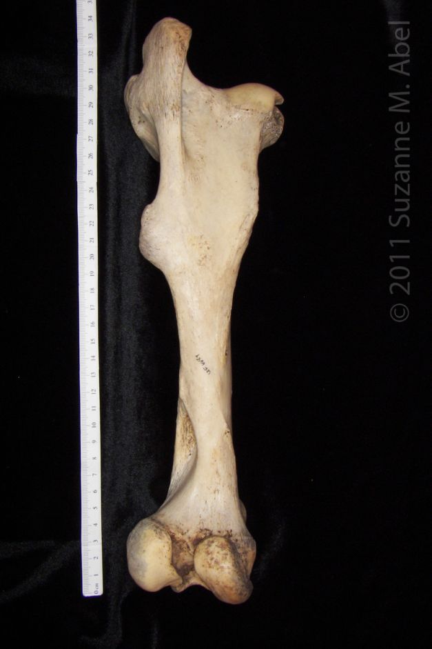 Posterior View Left Horse Femur