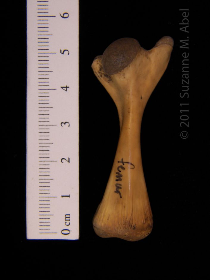 Anterior View Left Softshell Turtle Femur