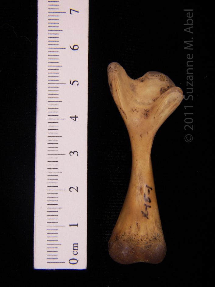 Posterior View Left Softshell Turtle Femur