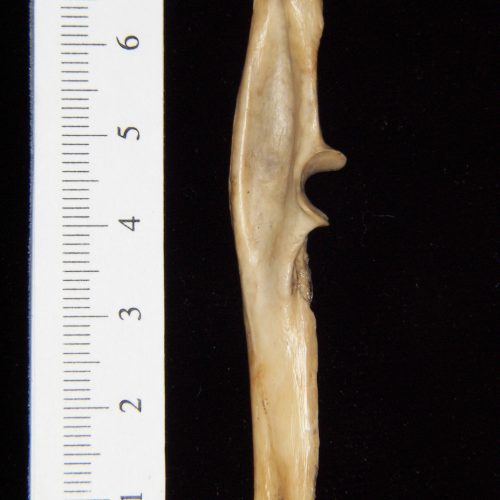 Armadillo (Dasypus novemcinctus) left humerus, posterior view - BoneID