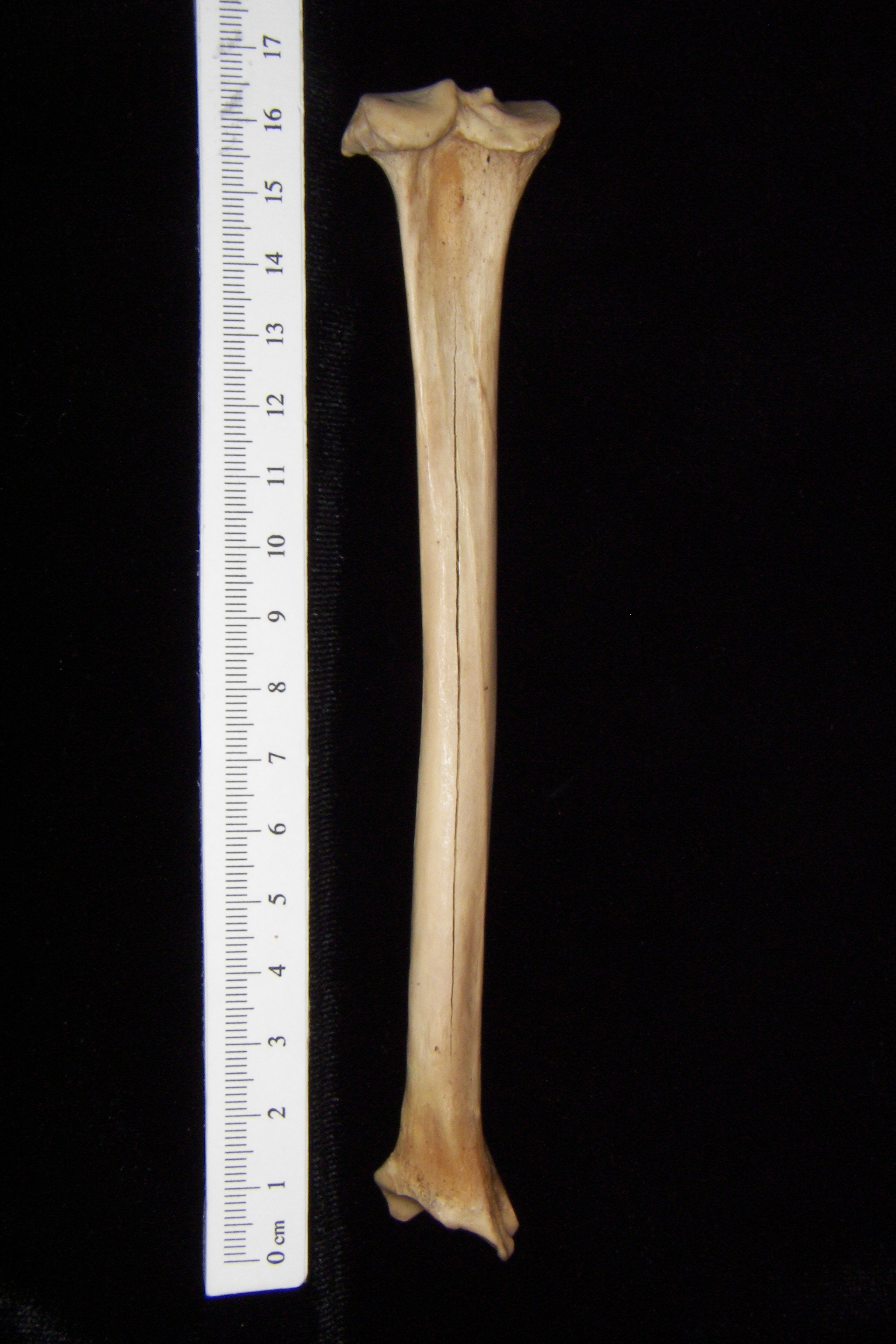 Bobcat (Lynx rufus) left tibia, posterior view