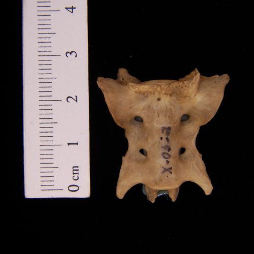 Posterior View Domestic Cat Sacrum - BoneID