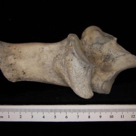 Superior View Left Cattle Calcaneus - BoneID