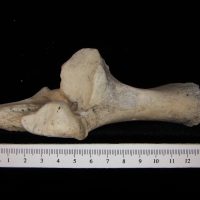 Superior View Left Dog Calcaneus - BoneID