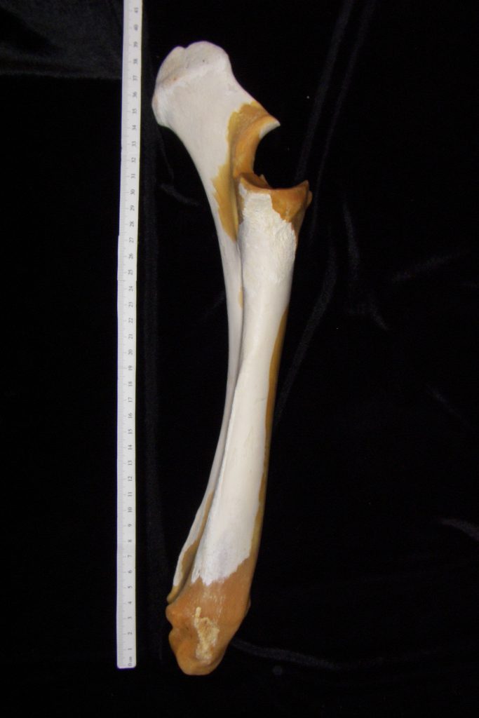 Cattle (Bos taurus) ulna and radius, view 2 - BoneID