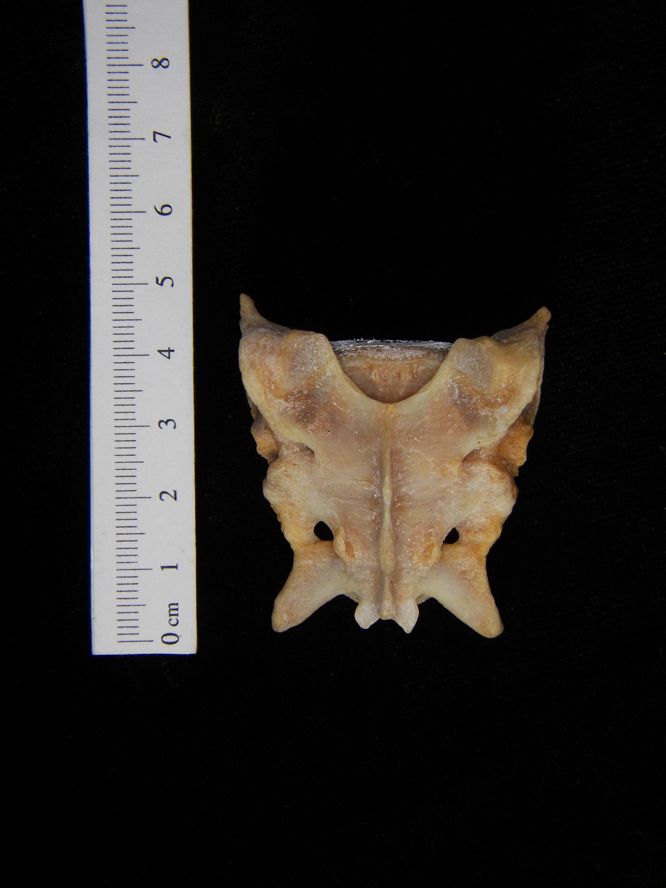 Posterior View Coyote Sacrum