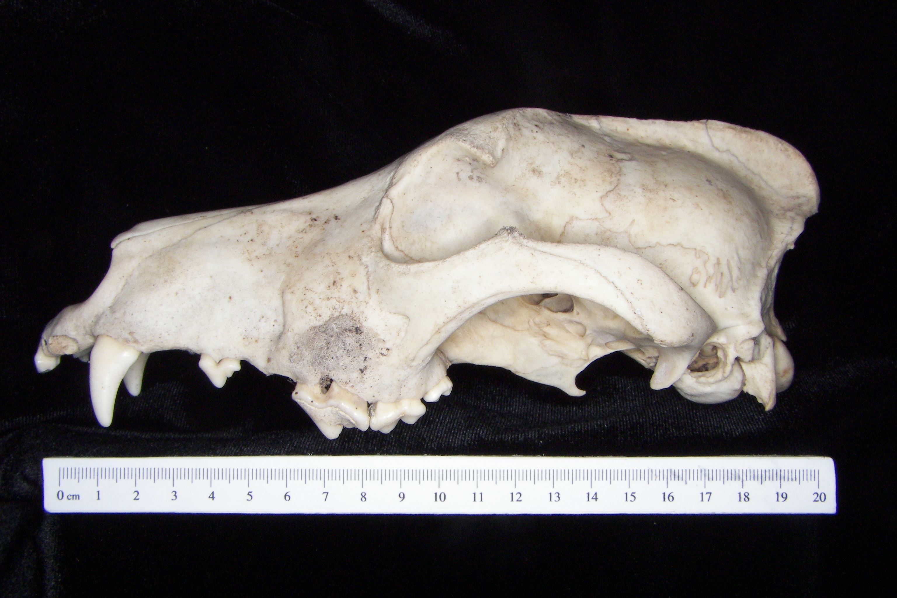 Lateral View Domestic Dog Cranium