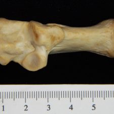 Superior View Left Cattle Calcaneus - BoneID