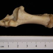 Medial View Left Domestic Sheep Calcaneus - BoneID