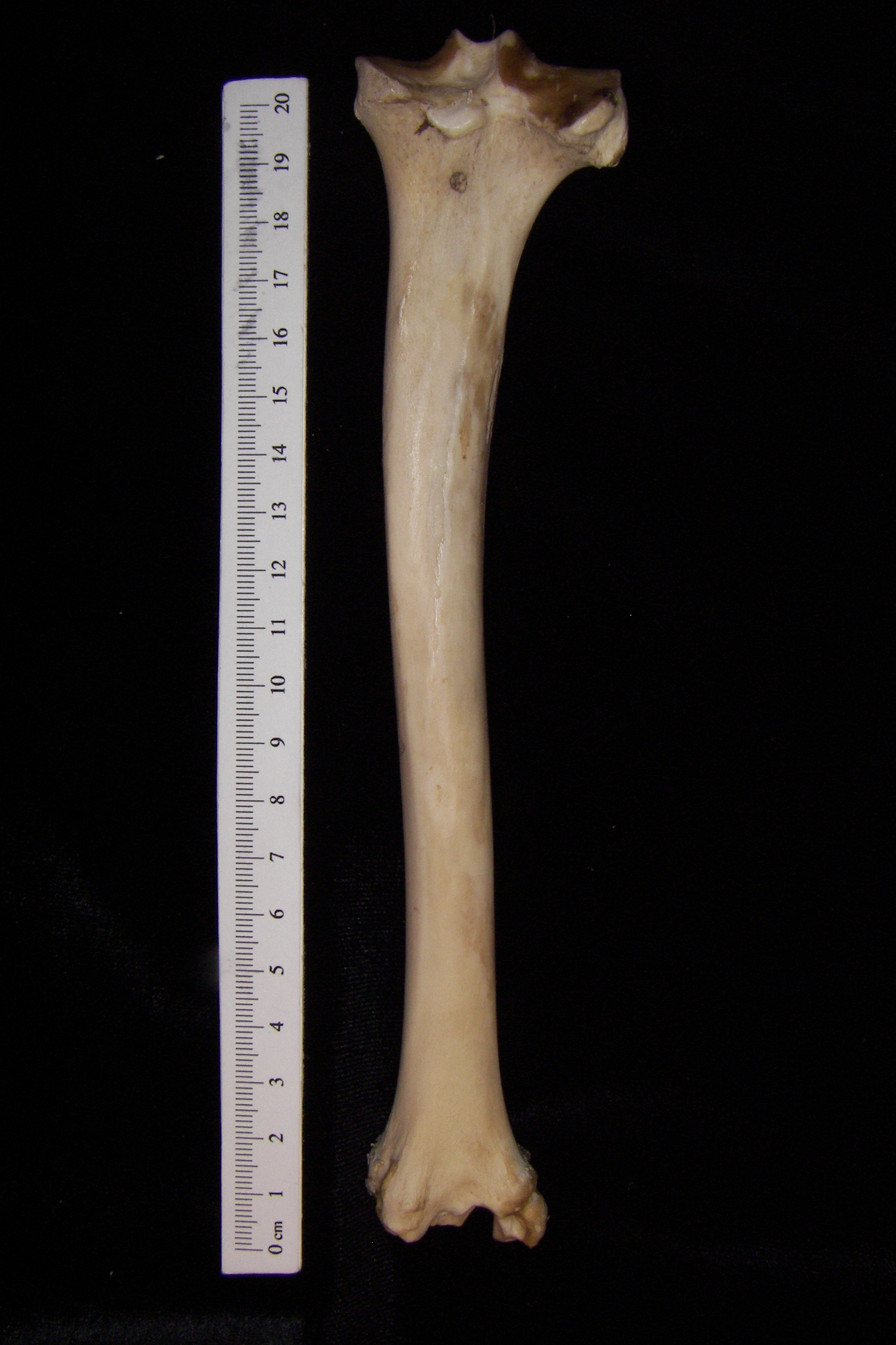 Domestic sheep (Ovis aries) right tibia, posterior view