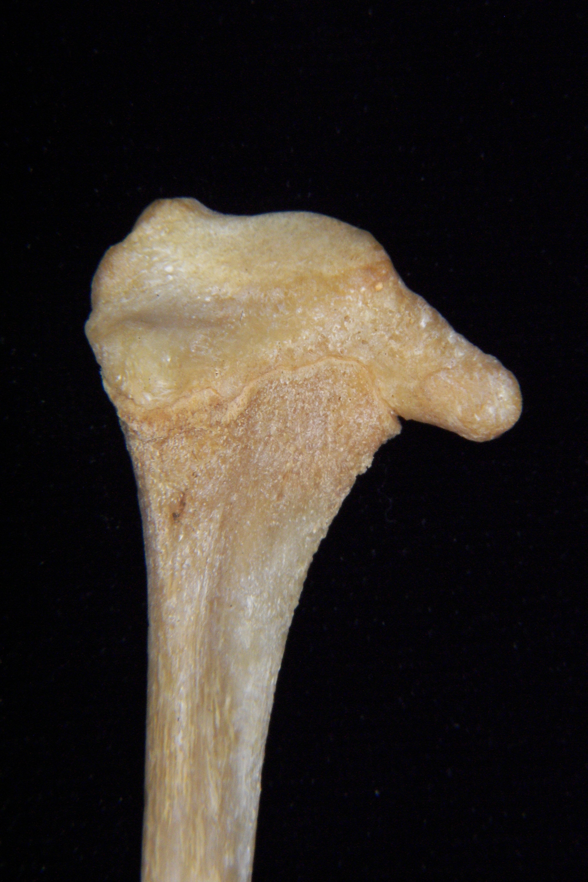 Florida panther (Puma concolor) left fibula, lateral proximal aspect