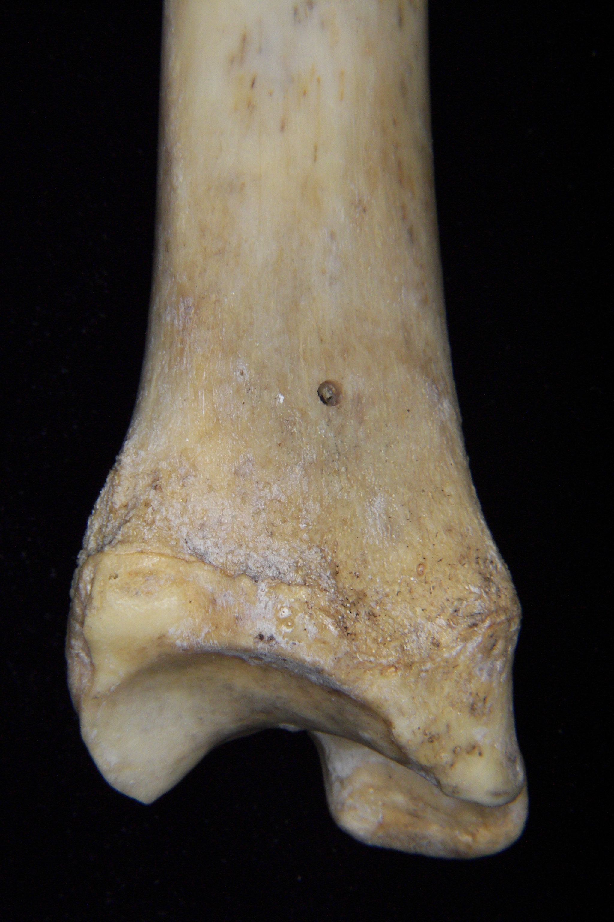 Florida panther (Puma concolor) left tibia, posterior distal aspect