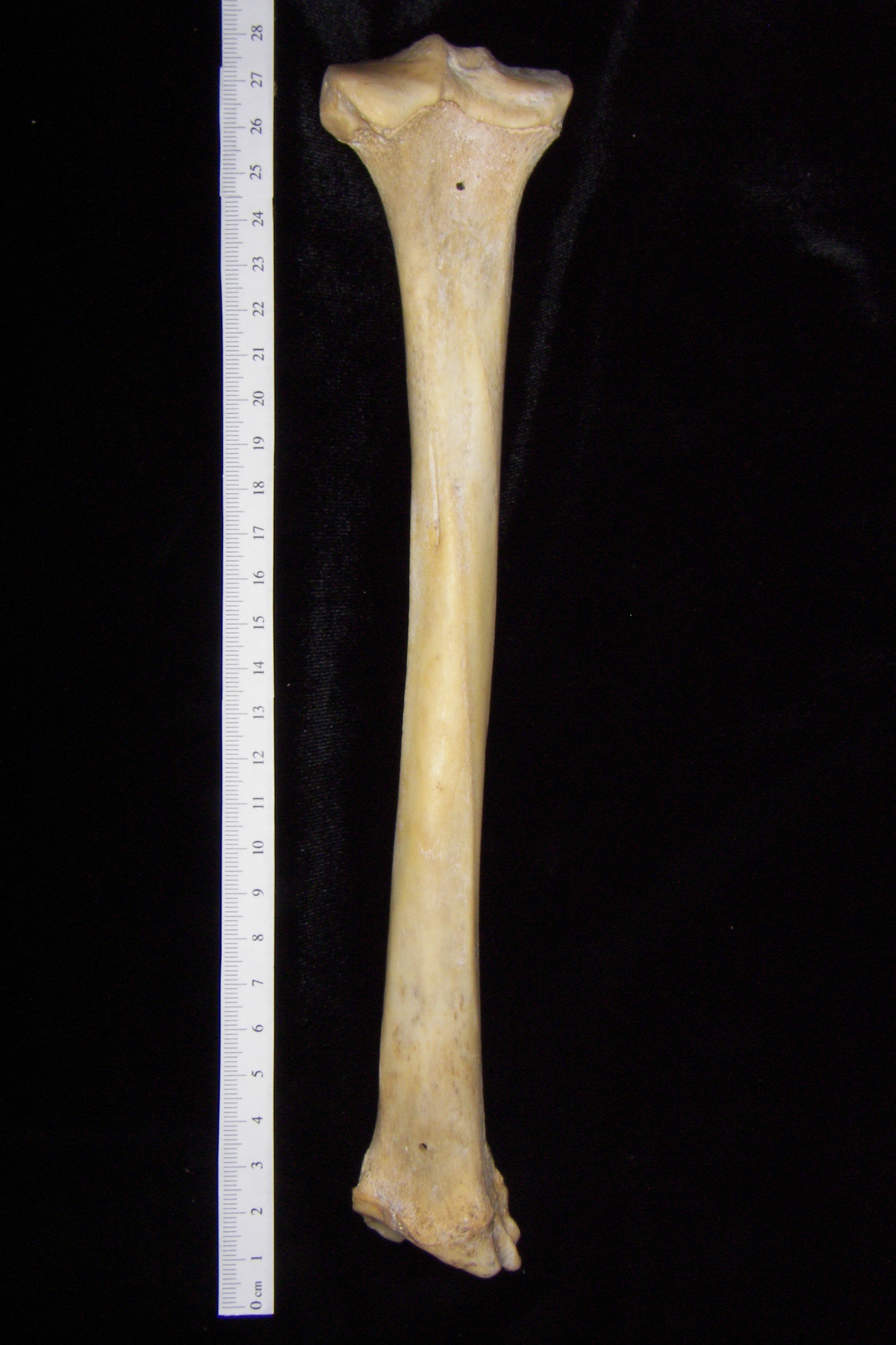 Florida panther (Puma concolor) left tibia, posterior view