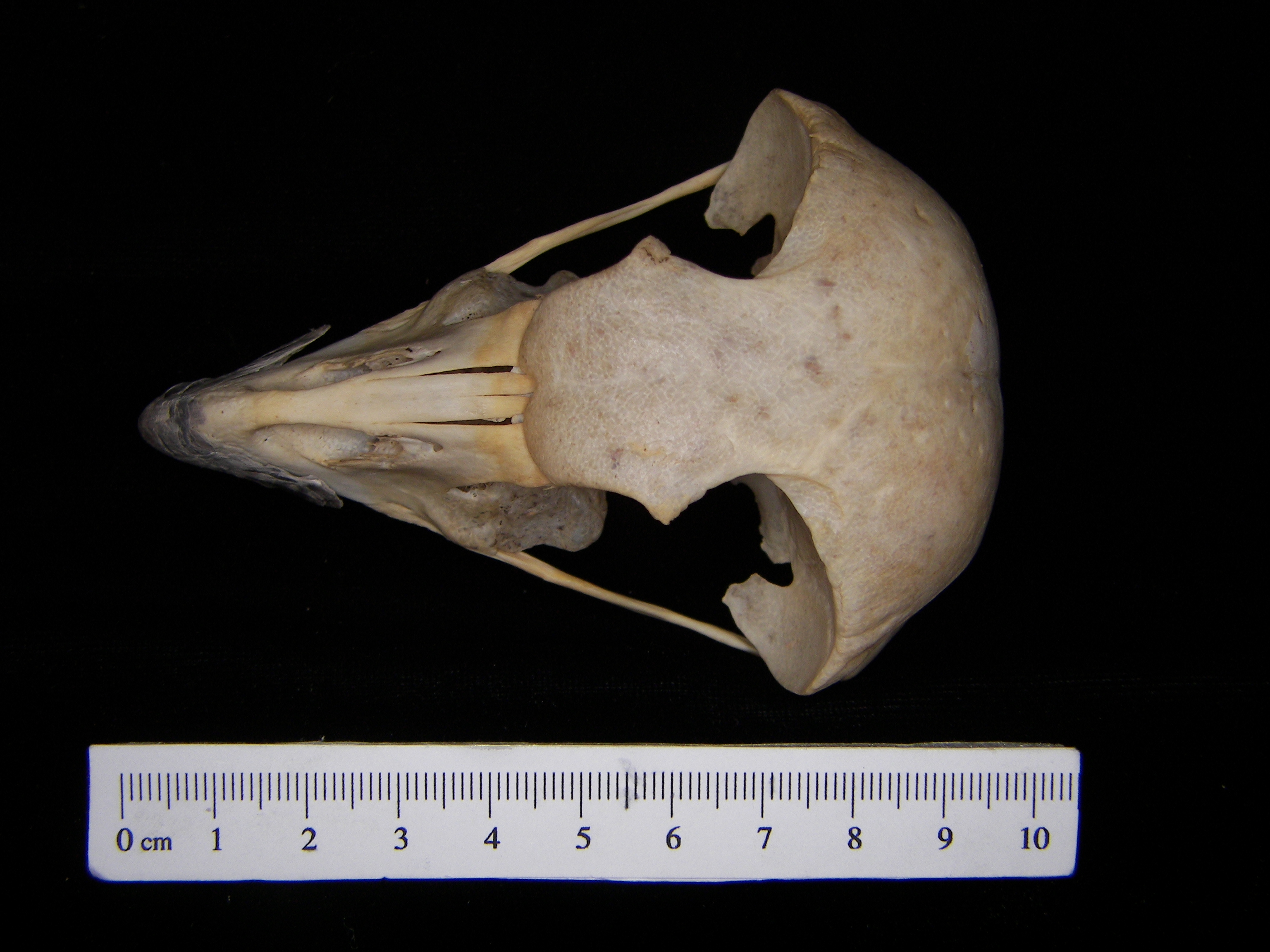 Great horned owl (Bubo virginianus) cranium, superior view