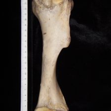 Horse (Equus caballus) left humerus, medial view - BoneID