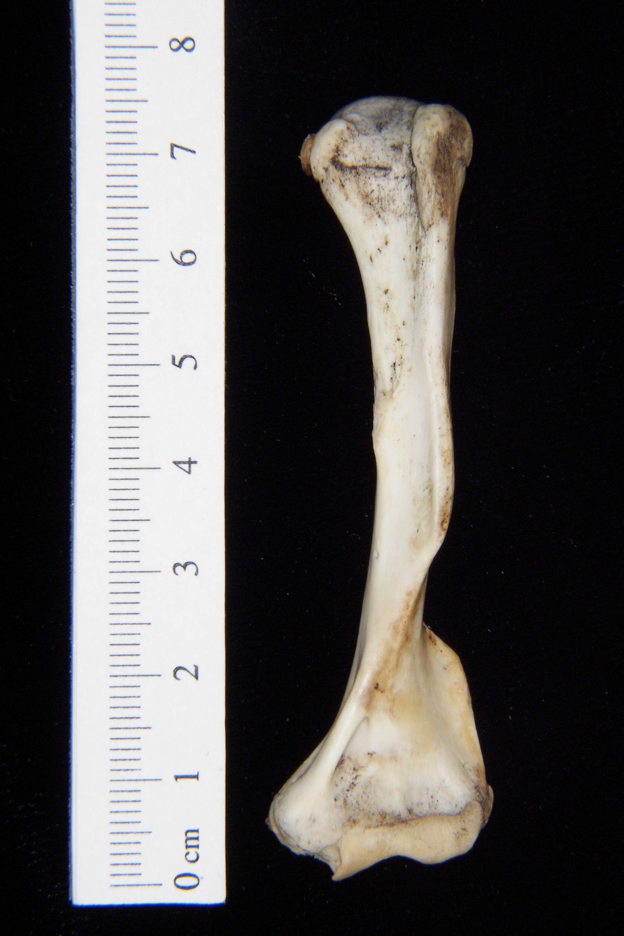 Opossum (Didelphis marsupialis) left humerus, anterior view