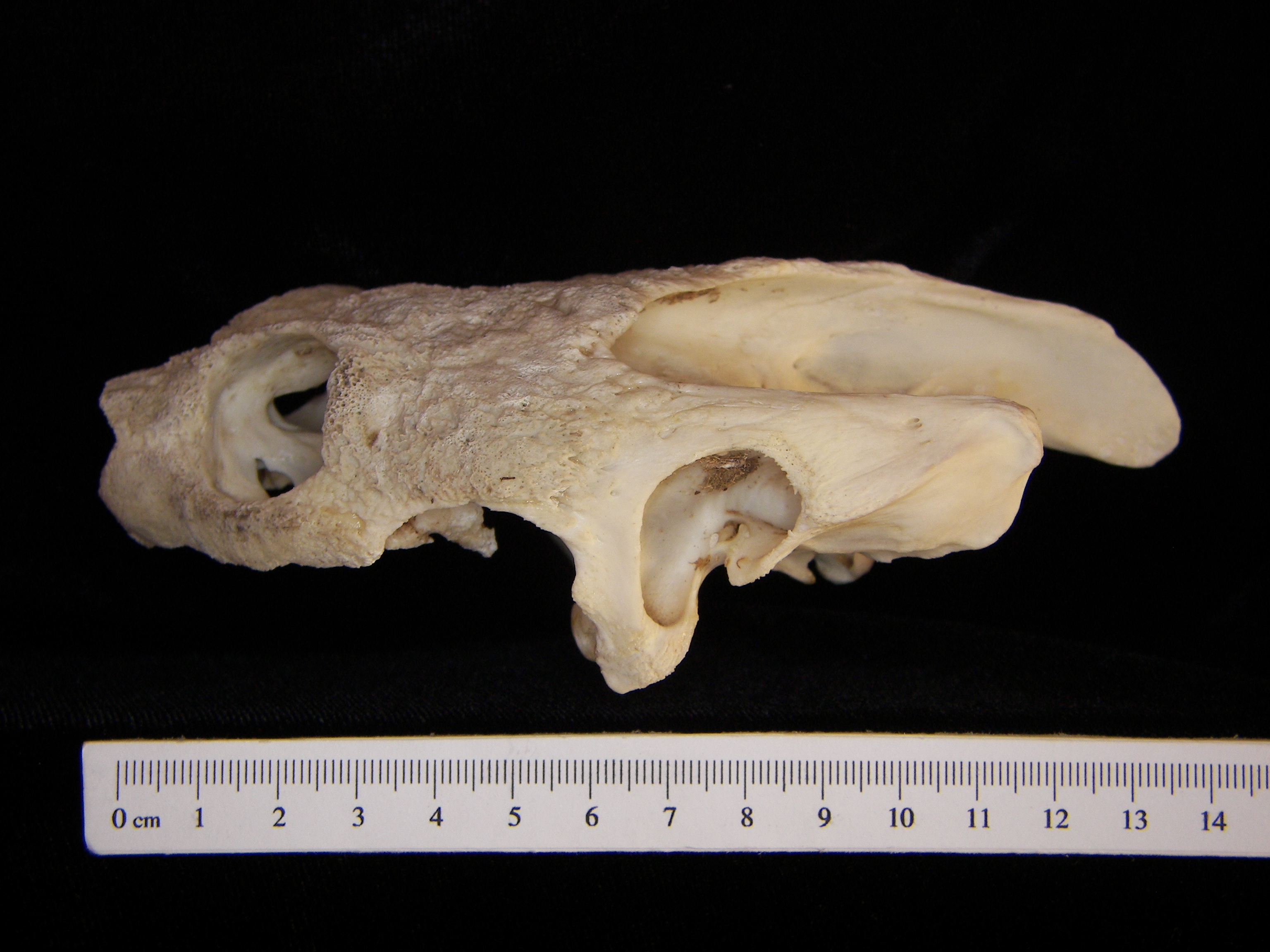 Lateral View Snapping Turtle Cranium