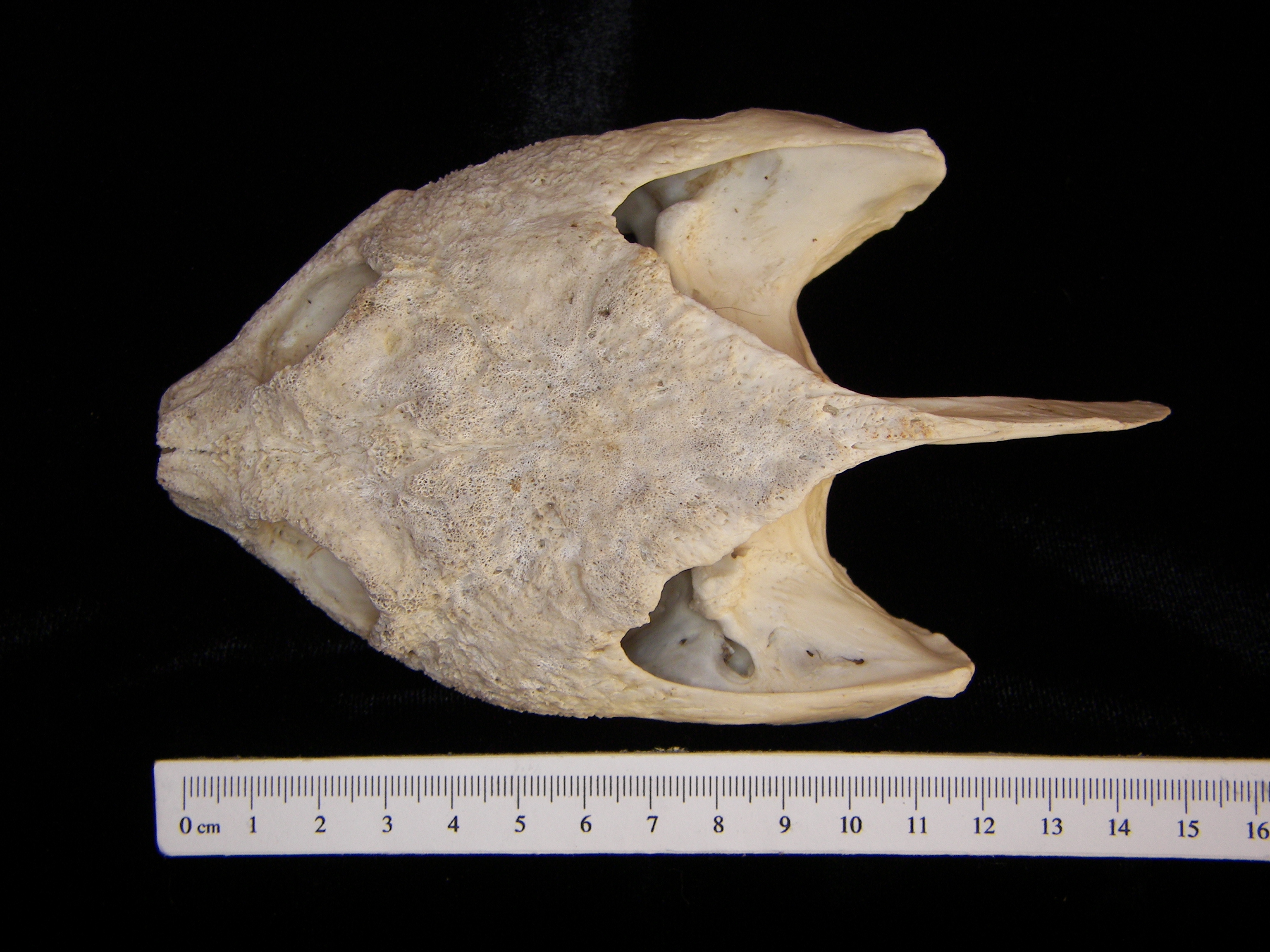 Superior View Snapping Turtle Cranium