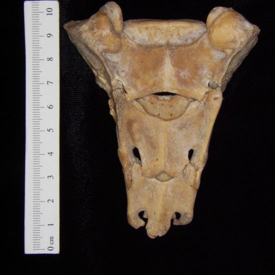 Anterior View Wild Boar Sacrum S1-3 - BoneID