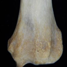 Dog (Canis lupus familiaris) left radius, distal aspect, view 2 - BoneID