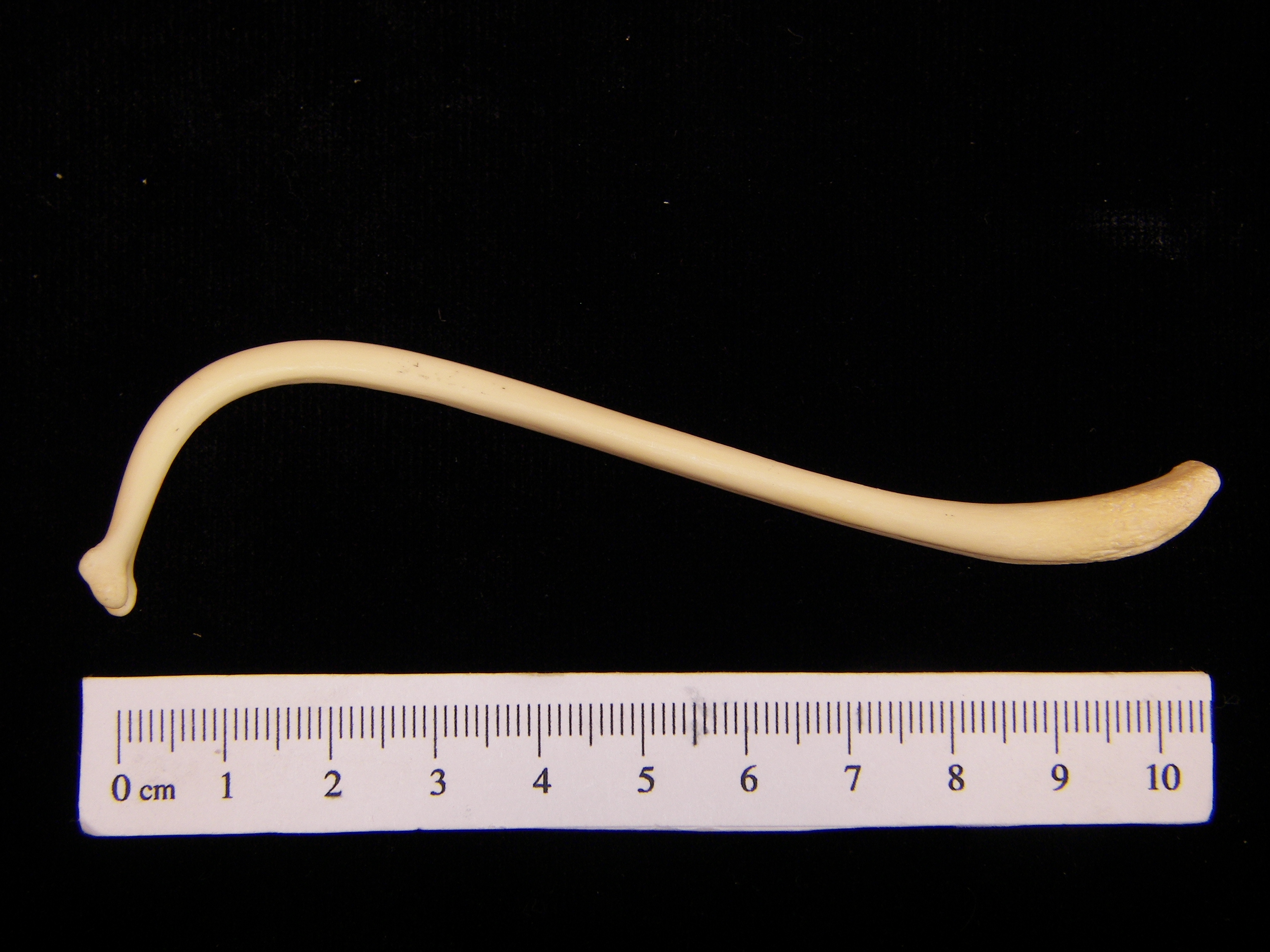 Raccoon (Procyon lotor) baculum