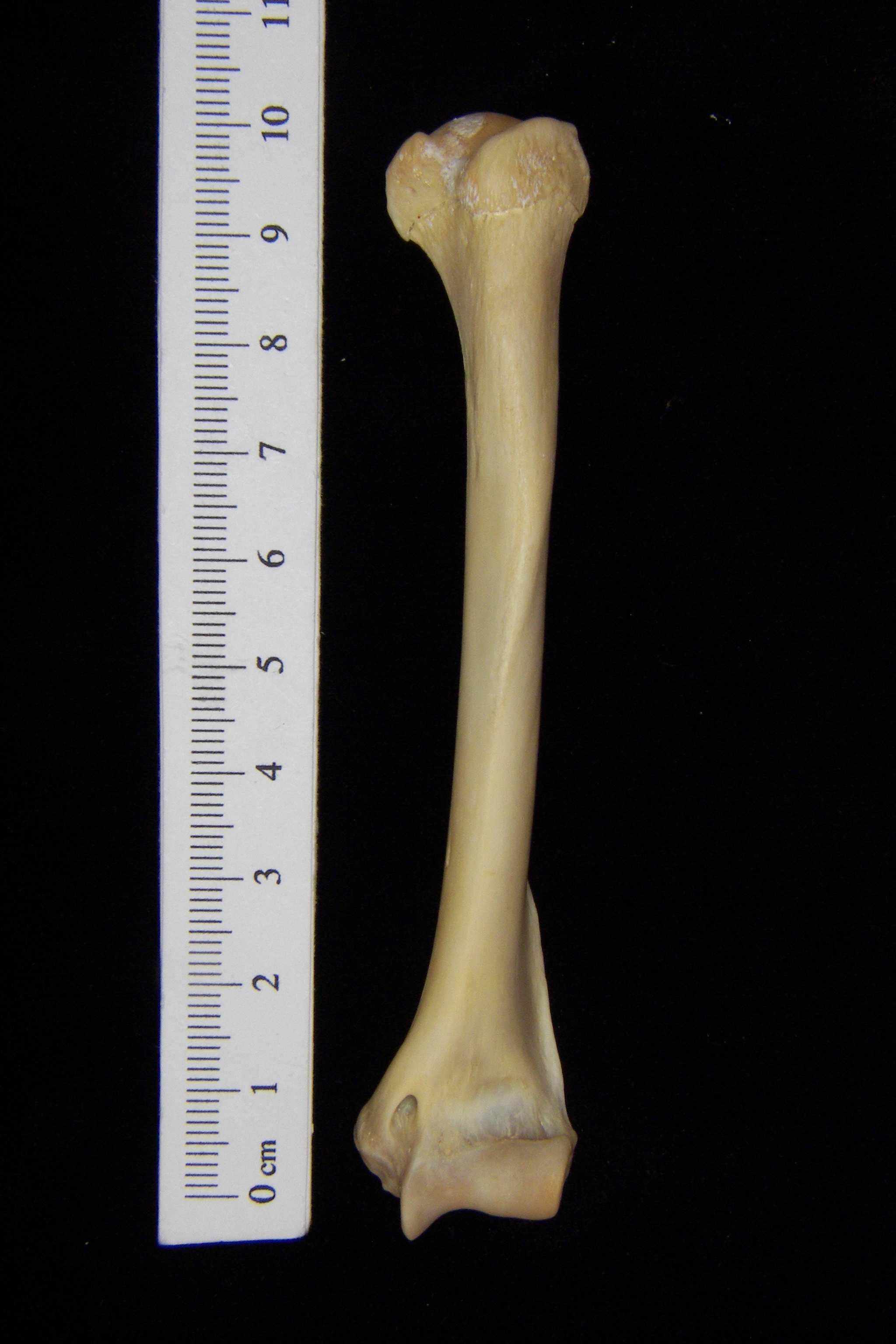 Raccoon (Procyon lotor) left humerus, lateral view