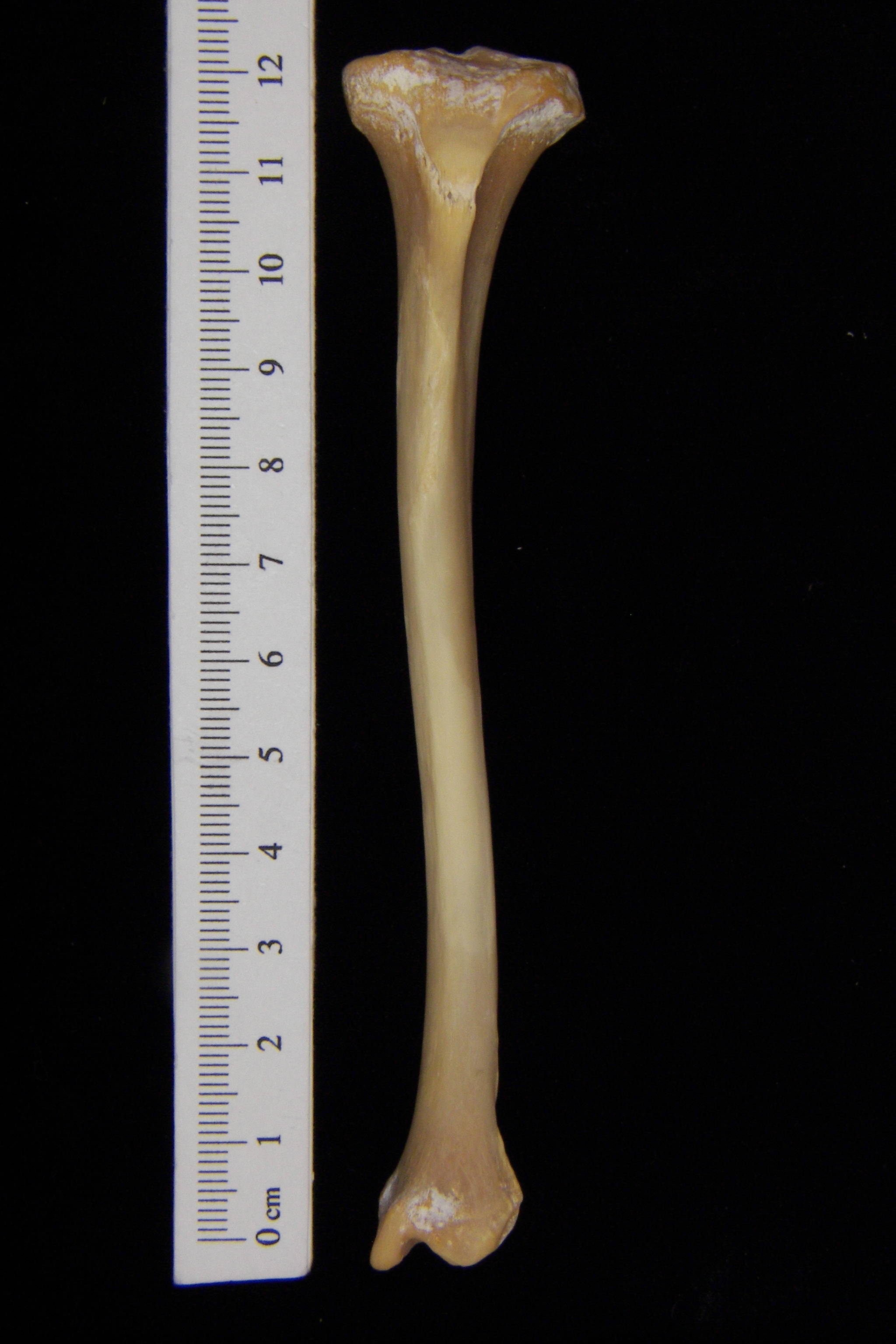 Raccoon (Procyon lotor) left tibia, anterior view