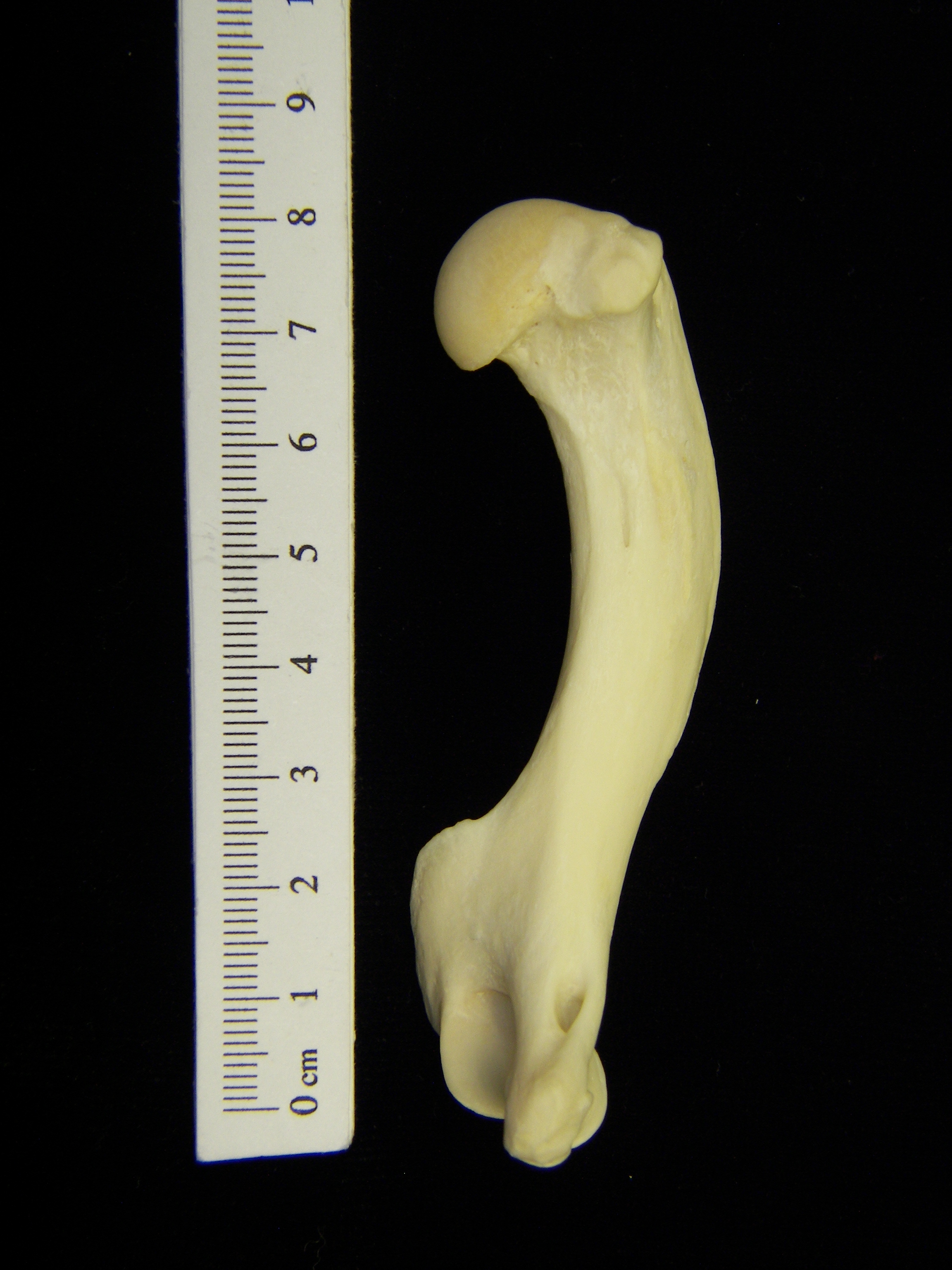 River otter (Lutra canadensis) left humerus, view 3