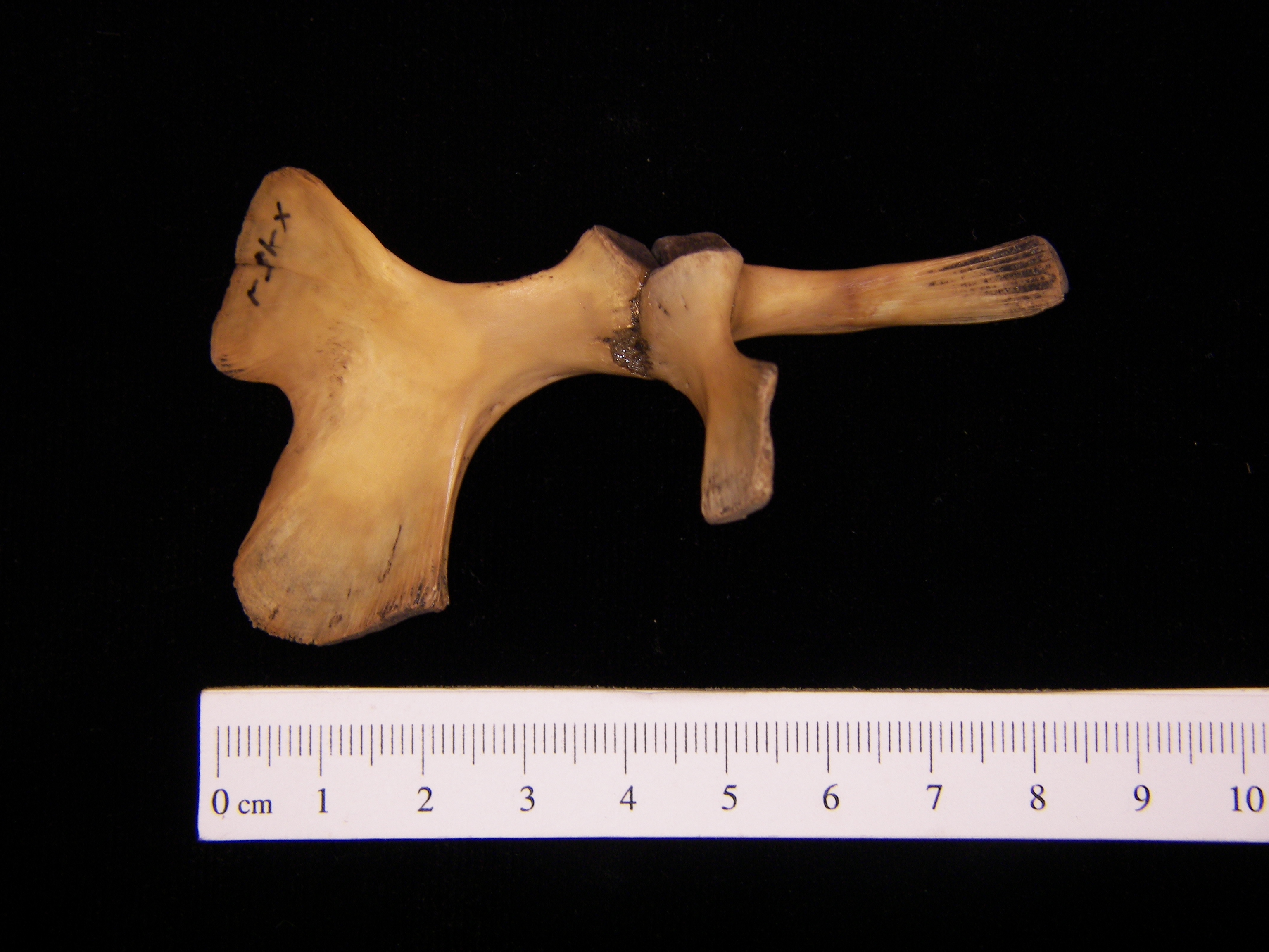 Softshell turtle (Apalone ferox) pelvic girdle, view 2