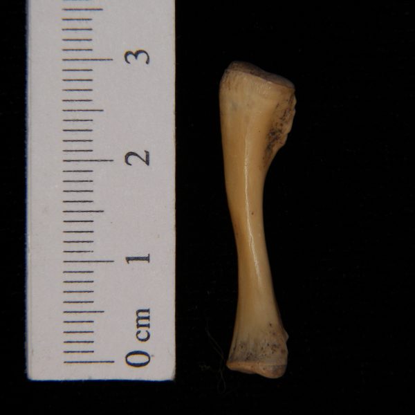 softshell-turtle-trionyx-ferox-ulna-abel-collection