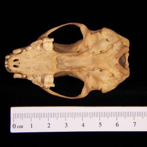 Striped skunk (Mephitis mephitis) cranium, superior view - BoneID