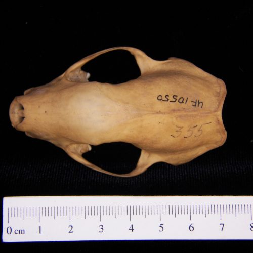 Striped skunk (Mephitis mephitis) cranium, inferior view - BoneID