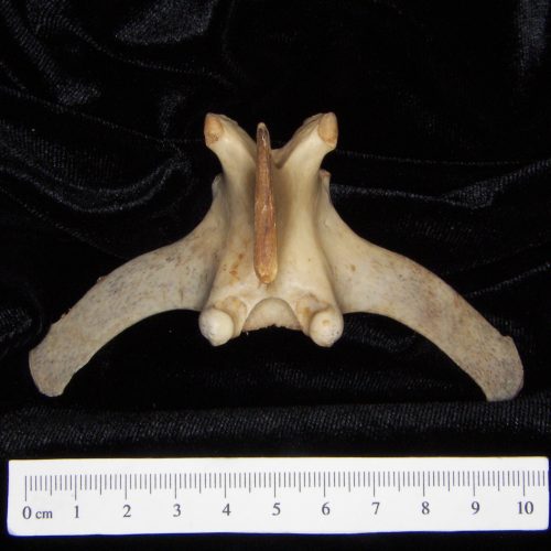 White-tailed deer (Odocoileus virginianus) left tibia, posterior view ...